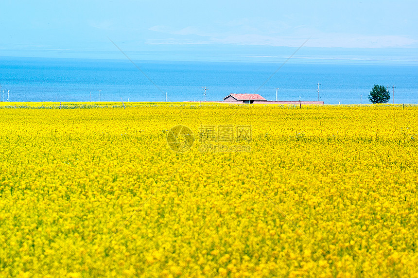 青海湖美景油菜花田环保荒漠化紫色蓝色农业畜牧业旅行草原黄色油菜花图片