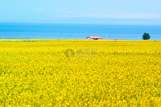 青海湖美景油菜花田环保荒漠化紫色蓝色农业畜牧业旅行草原黄色油菜花图片