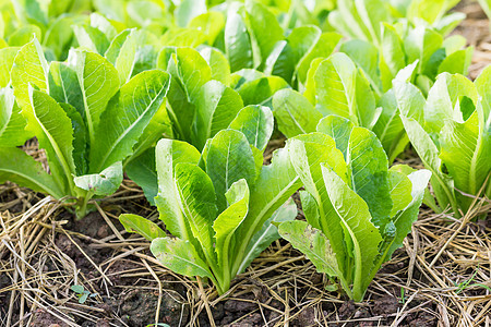 绿色生菜种植美食收成蔬菜栽培生长农业团体草本植物花园土壤图片