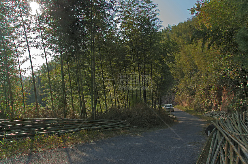 中国四川四川竹波海竹布森林景观中国四川绿色旅游竹子生态图片