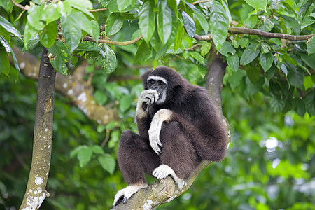 Gibbon 猴子植物森林哺乳动物岩石异国荒野长臂猿丛林公园濒危图片