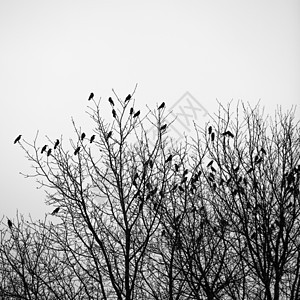 树上的乌鸦死亡树木鸟类掠夺天气荒野飞行公园阴影森林图片