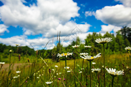 草地和蓝天空蓝色洋甘菊天空牧场花朵荒野野花草本植物国家场景图片