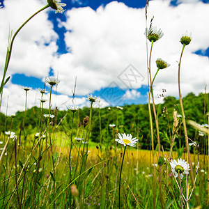 草地和蓝天空环境丘陵季节国家蓝色花朵植物场景牛眼叶子图片