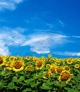 向向向外字段向日葵活力场地黄色晴天场景草地绿色生长种植园图片