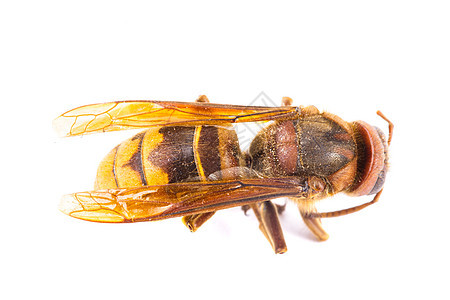 白色的蜜蜂养蜂业漏洞昆虫探者夹克身体天线昆虫学翅膀工人图片