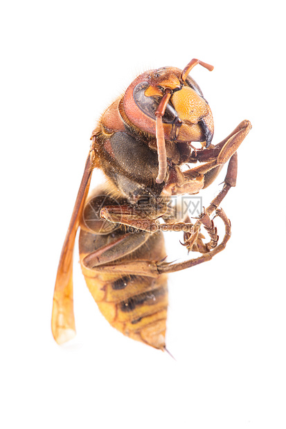 白色的蜜蜂野生动物荒野养蜂业身体怪物昆虫学昆虫工人漏洞探者图片