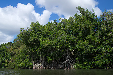红红树旅游旅行气候冒险丛林植物群植被森林叶子海景图片