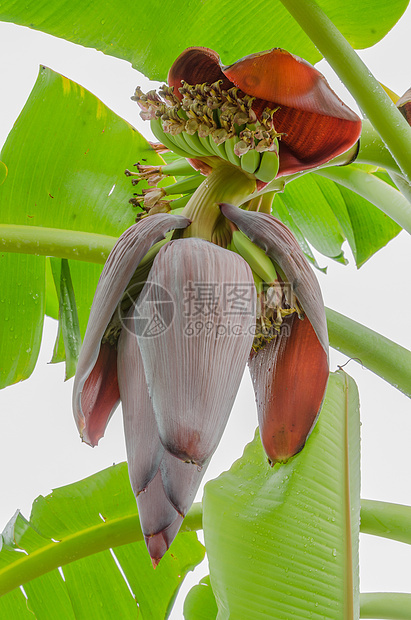 红香蕉花果园花瓣食物芽端种植园植物香蕉水果香蕉茎农业图片