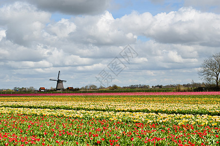 荷兰的郁金香和风车地标花园场地农业多云灯泡花朵图片