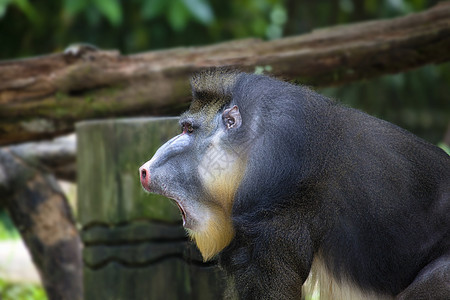 男性曼德里尔世界钻头动物哺乳动物赤道野生动物荒野狒狒灵长类热带图片