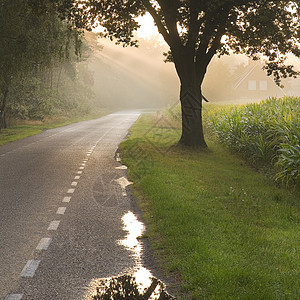 荷兰乡村公路和带太阳光的农场图片