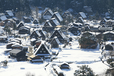 日本白川地村的景点茅草世界遗产小屋松树白川村庄房子合掌农场图片