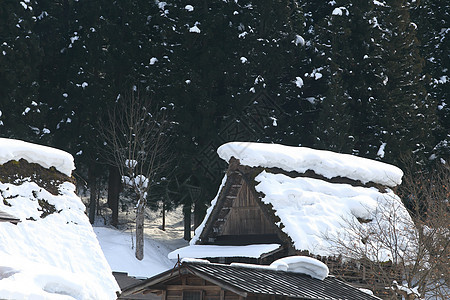 白川去村小屋合掌遗产农场茅草建筑学建筑村庄世界遗产松树运河图片