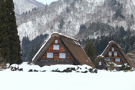 白川去村小屋松树住宅遗产茅草地标村庄建筑学农场白川历史图片