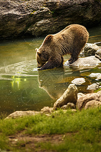 布朗熊考虑洗个澡哺乳动物栖息地山脉捕食者棕熊主题动物野生动物动物群植物群图片