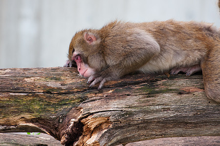 马卡克雪猴子在午睡栖息地头发灵长类石头毛皮旅游野生动物荒野动物哺乳动物图片
