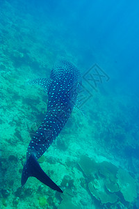 在马尔代夫水晶清蓝的蓝水中游泳的鲸鱼鲨鱼热带动物群动物潜水鲸鲨鼻齿兽野生动物盐水蓝色浮潜图片