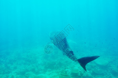 在马尔代夫水晶清蓝的蓝水中游泳的鲸鱼鲨鱼鲸鲨动物群野生动物海洋生物鼻齿兽热带旅行潜水盐水动物图片