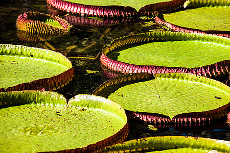 维多利亚雷吉亚 世界上最大的叶子 亚马逊河水百合花花瓣情调百合盘子轮缘花园森林拼盘植物群芙蓉图片