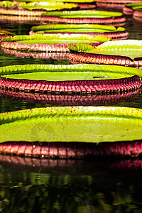 维多利亚雷吉亚 世界上最大的叶子 亚马逊河水百合花花瓣池塘植物群情调荷花芙蓉百合拼盘盘子异国图片