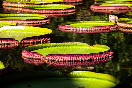 维多利亚雷吉亚 世界上最大的叶子 亚马逊河水百合花温室轮缘芙蓉异国花园荷花池塘盘子植物群森林图片