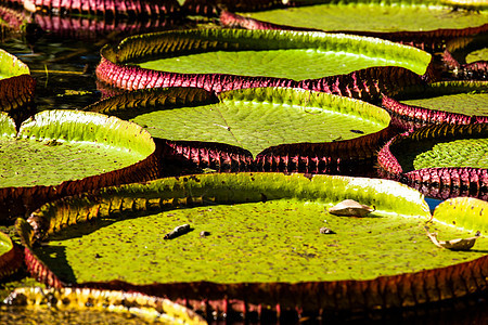 维多利亚雷吉亚 世界上最大的叶子 亚马逊河水百合花荷花温室花瓣植物森林花园池塘盘子植物群异国图片
