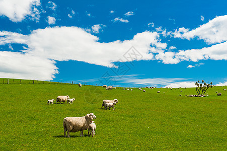新西兰的羊群天空丘陵蓝色羊肉农村绿色牧场农场白色场景图片