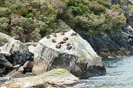 密封殖民地生态旅游睡眠海豹岩石团体野生动物荒野峡湾哺乳动物灌木图片