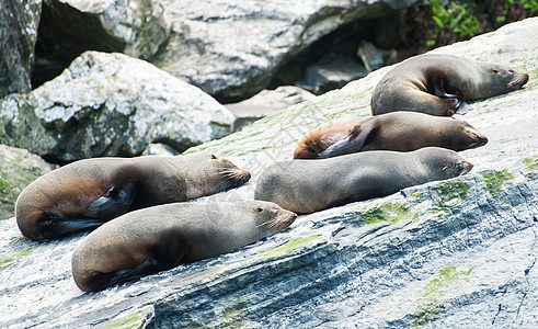 密封殖民地海上生活悬崖峡湾角头公园海豹哺乳动物团体野生动物岩石图片