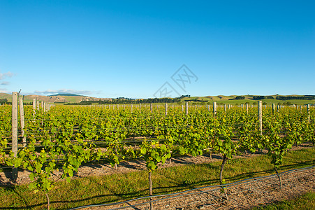 新西兰的赢家风景收成教养国家园艺葡萄葡萄园栽培酒厂生长图片
