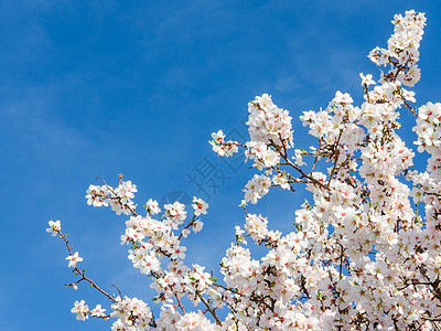 在蓝天空中春亮地盛开杏树图片