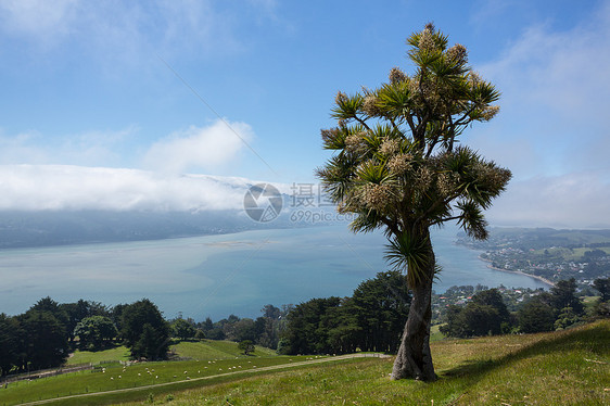 奥塔戈湾杜内丁旅行半岛全景海岸线海洋旅游绿色城市农村晴天图片