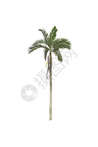 白色背景的棕榈树叶子树干绿色植物学气候生长热带情调异国植物群图片