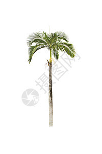 白色背景的棕榈树情调植物群生长气候绿色植物树干热带叶子植物学图片