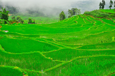 南中国 云南  2011年 高原大米梯田农田乡村土地国家农业山脉旅行高地农村农场图片