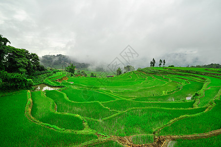 南中国 云南  2011年 高原大米梯田乡村农村土地国家村庄山脉旅行畜牧业骨干农场图片