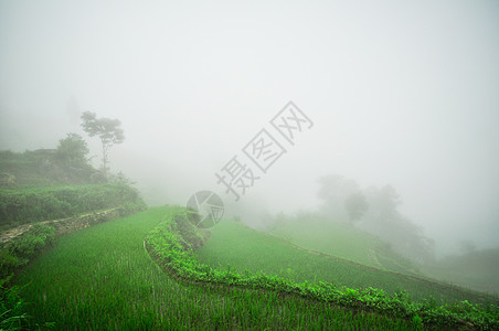 南中国 云南  2011年 高原大米梯田国家农场土地农田畜牧业村庄稻田乡村农村农民图片