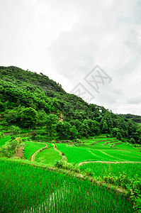 南中国 云南  2011年 高原大米梯田山脉农业稻田土地国家旅行丘陵骨干农村畜牧业图片