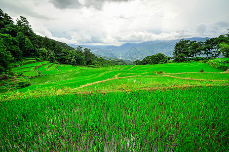 南中国 云南  2011年 高原大米梯田村庄旅行农民农田农村高地畜牧业土地农业骨干图片