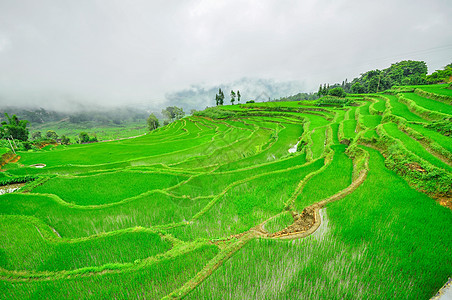 南中国 云南  2011年 高原大米梯田农场村庄畜牧业农村高地农田国家乡村山脉农业图片