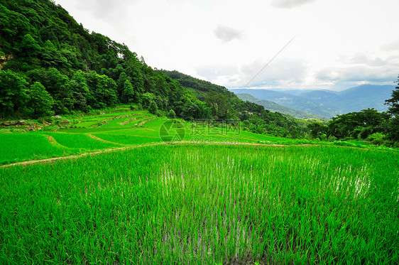 南中国 云南  2011年 高原大米梯田农业土地旅行乡村村庄国家高地骨干农场山脉图片