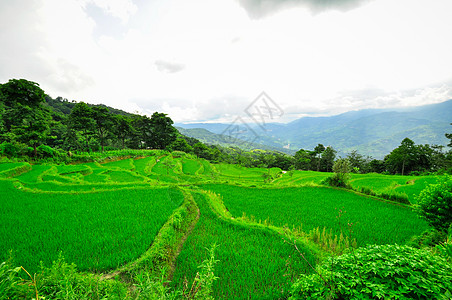 南中国 云南  2011年 高原大米梯田骨干国家乡村旅行山脉丘陵土地农田畜牧业农民图片