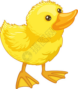 可爱的卡通德账单艺术黄色翅膀婴儿鸭子蹼状动物羽毛插图图片