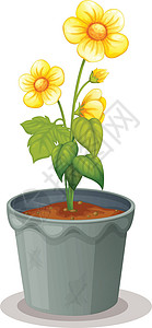 花盆植物群黄色叶子植物空格处金属塑料材料草图绘画图片