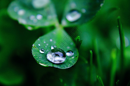 叶子上的水滴草地谐波绿色照片植物空白三叶草图片