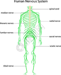 人体神经系统男人男性绳索工作身体横截面图表大脑腰椎标签图片
