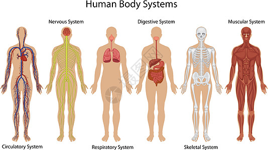 人体系统骨头药品肠子器官中枢神经神经元女性消化肌肉呼吸图片
