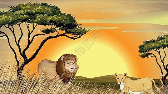 老虎和狮子荒野母狮母亲父亲场景捕食者大草原绘画男性日出图片