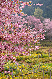 喜马拉雅樱桃丙烯在T区开花季节场景天空土井花瓣寺庙蜡质樱花痤疮红斑图片